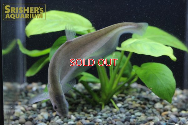 画像5: インディアンブラックナイフ