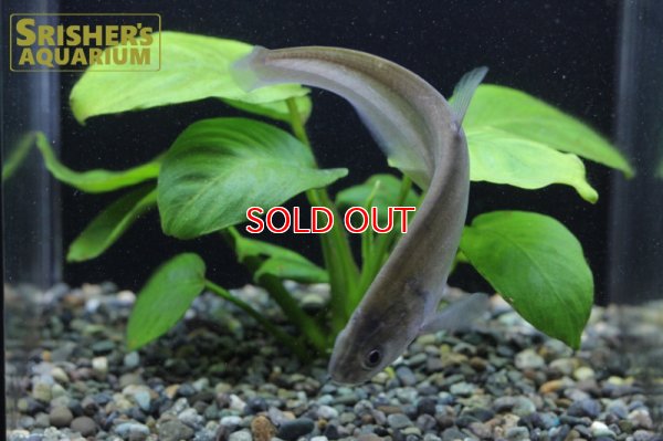 画像3: インディアンブラックナイフ