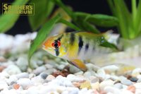 ミクロゲオファーガス　ラミレジ　WILD