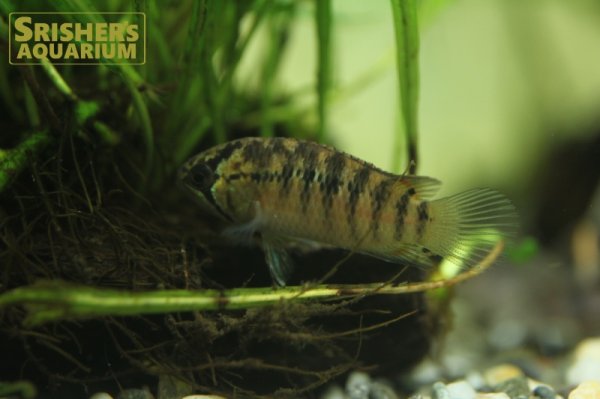 画像7: イバナカラ　アドケタ　メス（ブリード）