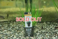 水草 アコルス　プシルス　ドワーフ　ＡＬ（１POT）