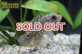 オスカー　アラグアイア  WILD (Astronotus crassipinnis)