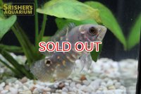 オスカー　アラグアイア  WILD (Astronotus crassipinnis)