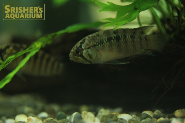 画像4: イバナカラ　アドケタ　メス（ブリード）