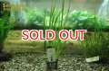 水草 アコルス　グラミネウス　班入り　ＡＬ（１POT）