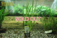 水草 アコルス　グラミネウス　班入り　ＡＬ（１POT）