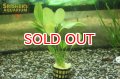 水草 エキノドルス sp.ルブラ AL（１POT）
