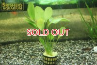 水草 エキノドルス sp.ルブラ AL（１POT）