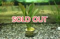 水草 エキノドルス sp.レッドアロー（１POT）