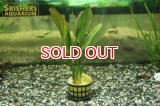 水草 エキノドルス sp.レッドアロー（１POT）