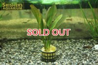 水草 エキノドルス sp.レッドアロー（１POT）