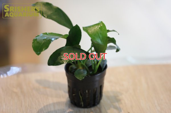 画像2: 水草 アヌビアス SP. ガボン (１ポット)　