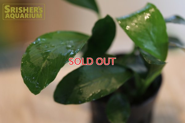 画像1: 水草 アヌビアス SP. ガボン (１ポット)　