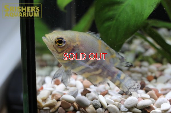 画像5: オスカー　レッドベリー　デメンデス WILD (Astronotus rubroocellatus)