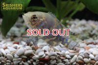 オスカー　レッドベリー　デメンデス WILD (Astronotus rubroocellatus)