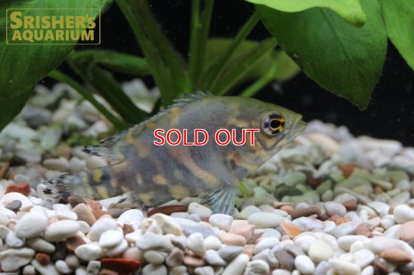 画像3: オスカー　レッドベリー　デメンデス WILD (Astronotus rubroocellatus)