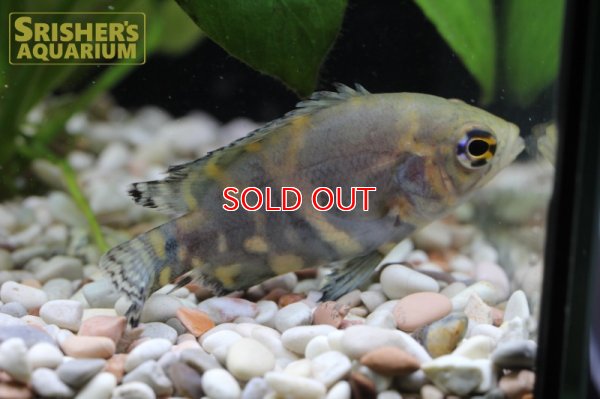 画像4: オスカー　レッドベリー　デメンデス WILD (Astronotus rubroocellatus)