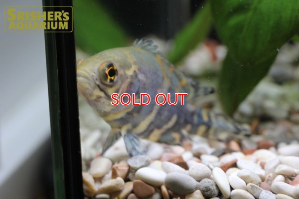 画像6: オスカー　レッドベリー　デメンデス WILD (Astronotus rubroocellatus)