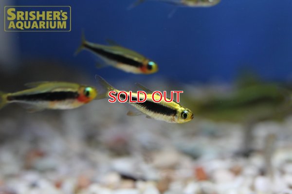 画像7: トゥッカーノテトラ　プラチナ