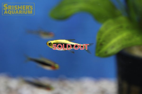 画像3: トゥッカーノテトラ　プラチナ