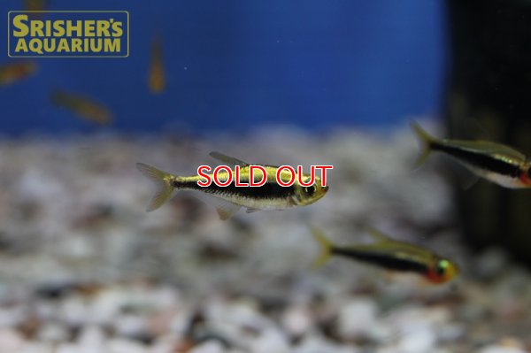 画像4: トゥッカーノテトラ　プラチナ