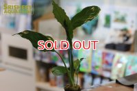 観葉植物 スパティフィラム　ワリシー(１ポット)　