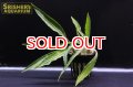 水草 ラゲナンドラ　スワイテシー（POT）