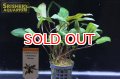 水草 クリプトコリネ　ウンデュラータス　ブラウン　ＡＬ（１ポット）