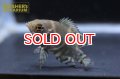 オスカー　レッドベリー　デメンデス WILD (Astronotus rubroocellatus)