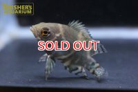 オスカー　レッドベリー　デメンデス WILD (Astronotus rubroocellatus)