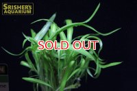 水草 クリプトコリネ　コスタータ　ＡＬ（POT）