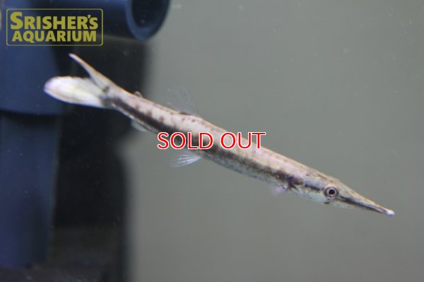 画像3: レオパードハイドロシナスガー