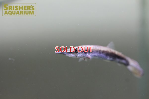 画像8: レオパードハイドロシナスガー