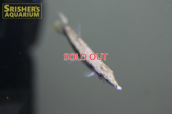 画像5: レオパードハイドロシナスガー