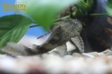 カショエラプレコｓｐオリノコ