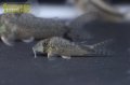 コリドラス　ロングノーズロクソゾヌス