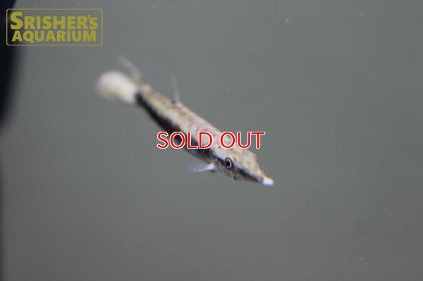 画像6: レオパードハイドロシナスガー