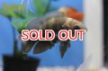 オスカー マラジョー  WILD (Astronotus orbicularis)