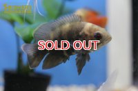 オスカー マラジョー  WILD (Astronotus orbicularis)