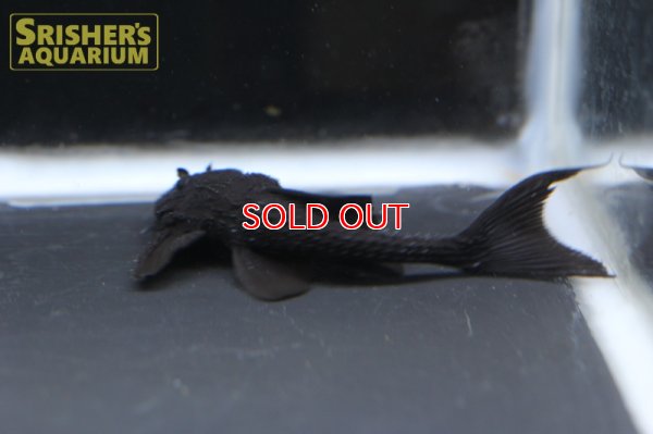 画像6: ガリバープレコ(Acanthicus hystrix)