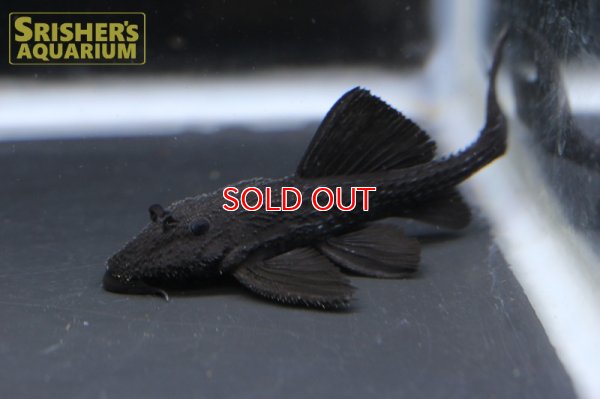 画像5: ガリバープレコ(Acanthicus hystrix)