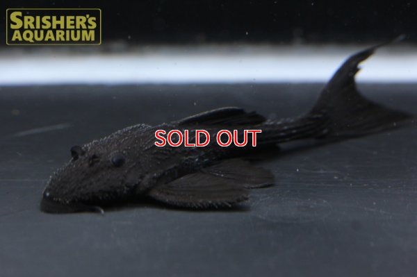 画像4: ガリバープレコ(Acanthicus hystrix)