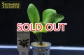 水草 エキノドルス ハディレッドパール ＡＬ（１ポット）