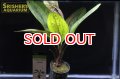 水草 エキノドルス サンセット ＡＬ（POT）