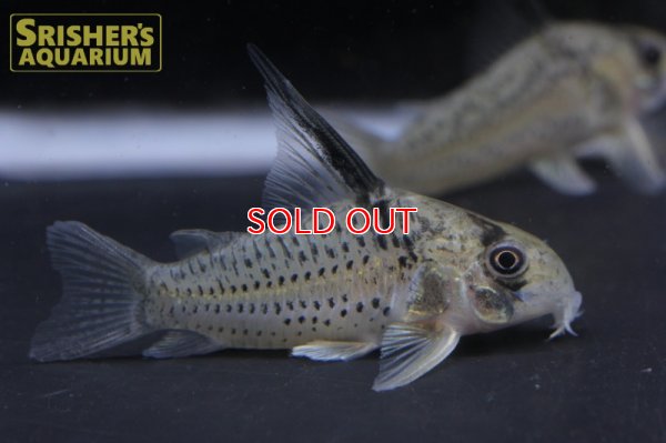 画像1: コリドラス　旧アルマータス（ML)