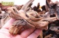 ドリフトウッド 流木（S) 1個 ◇水槽レイアウト素材◇
