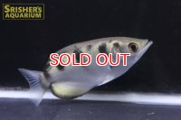 セブンスポットアーチャーフィッシュ