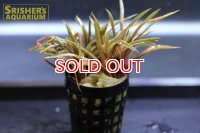 水草 ホシクサ　キングクリムゾン POT（QUINGUANGULARE）