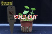 水草 ウォーターマッシュルーム TR POT