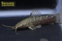 バンデッドホプロ WILD （ペルー）